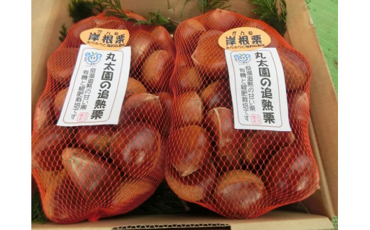 【数量・期間限定】低温熟成 追熟がんね栗 1.8Kg 古河市産和栗 ※離島への配送不可  ※2025年10月中旬頃より順次発送予定 | 栗 1.8キロ くり マロン 果物 木の実 きのみ おやつ スイーツ 国産 茨城県産 取り寄せ お取り寄せ 贈答 贈り物 プレゼント ギフト 期間限定 数量限定 茨城県 古河市 直送 農家直送 産地直送 送料無料 _BF16