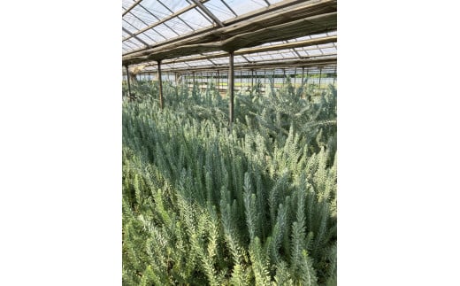 アカシア　ブルーブッシュ8号 ※離島への配送不可 | 観葉植物 植物 グリーン アカシアの木 ブルーブッシュ 室内 苗 鉢植え シンボルツリー ギフト 贈答 贈り物 プレゼント お中元 お歳暮 直送 農家直送 茨城県 古河市 送料無料 _BZ19