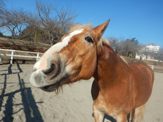 ポニーお世話体験＆オリジナルグッズ作り 1名分 | ネーブルパーク ポニー 厩務体験 体験 公園 子供 子ども 休日 夏休み 冬休み GW 贈り物 プレゼント 茨城県 古河市 送料無料 着日指定可 _DP96