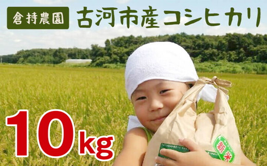 【令和7年産】古河市産 コシヒカリ10kg【倉持農園】 | 米 こめ コメ こしひかり コシヒカリ 10キロ 古河市産 茨城県産 贈答 贈り物 プレゼント 茨城県 古河市 直送 農家直送 産地直送 送料無料 _AN01 ※2025年11月上旬頃より順次発送予定