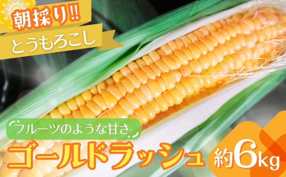 朝採りとうもろこし　ゴールドラッシュ　約6kg | トウモロコシ とうもろこし もろこし コーン スイートコーン 甘い 人気 朝採り 新鮮 産地直送 生産者直送 贈答 贈り物 ギフト お土産 期間限定 数量限定 送料無料 茨城県 古河市 _GJ01 ※2026年7月～発送