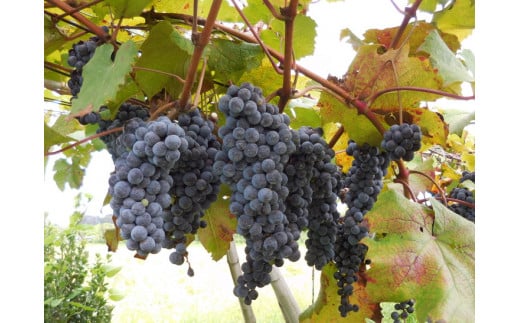 八千代夢ワインシリーズ　きぬ（白ワイン）1本【茨城県共通返礼品・八千代町】 ※着日指定不可 ※沖縄県への配送不可｜お酒 洋酒 瓶 750ml ワイン 白ワイン 酒 洋酒 ギフト 贈答 贈り物 プレゼント ご褒美 記念品 お祝 茨城県 古河市_CY03