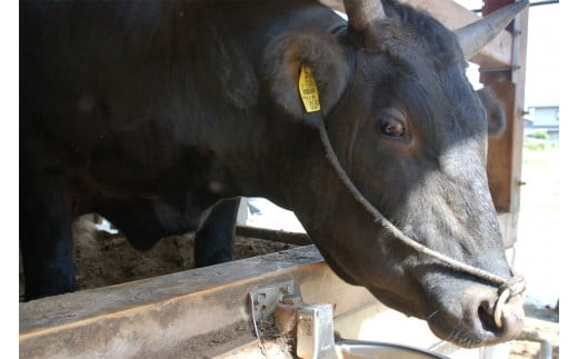 倿²³åžã§è²ã£ãåžžéžçïŒåãèœãšã650g | è çè 650ã°ã©ã åœç£ èšåç ãã©ã³ã å·å çŒè BBQ å°åã åãèœãšã é«çŽ èŽ
æ²¢ ã®ãã èŽç èŽççš ãã¬ãŒã³ã éæç¡æ_AO04 â»é¢å³¶ãžã®é
éäžå¯