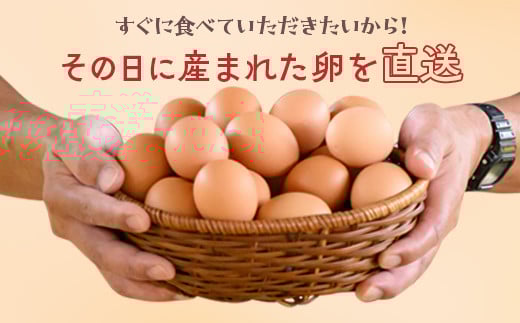 小久保ファーム　濃厚卵黄　産みたてたまご　赤玉50個入り（M玉）|  卵 50個 赤玉 玉子 たまご タマゴ 生卵 鶏卵 生みたて 産みたて 新鮮 濃厚 健康 TKG たまごかけごはん ご飯のお供 国産 ギフト 贈答 贈り物 お中元 お歳暮 プレゼント 茨城県 古河市 直送 農家直送 産地直送 送料無料 _EI02