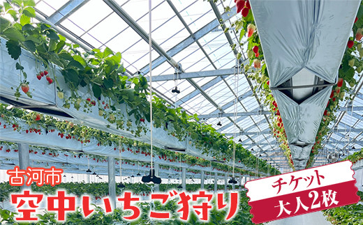 古河市 空中いちご狩り チケット 大人2枚 ｜ いちご イチゴ 苺 いちご狩り 白いちご 食べ放題 ※2025年4月下旬頃より順次発送予定 _FV01