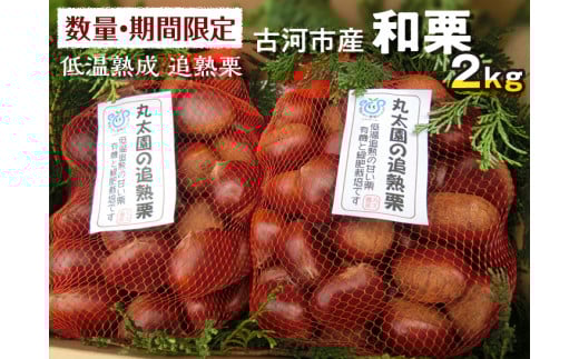 【数量・期間限定】低温熟成 追熟栗 2Kg 古河市産和栗 茨城産 ※離島への配送不可  ※2025年10月中旬頃より順次発送予定 |  栗 2キロ くり マロン 果物 木の実 きのみ おやつ スイーツ 国産 茨城県産 取り寄せ お取り寄せ 贈答 贈り物 プレゼント ギフト 期間限定 数量限定 茨城県 古河市 直送 農家直送 産地直送 送料無料 _BF15