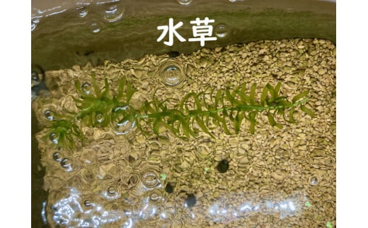 人気！みゆきめだかと産卵床・水草の飼育セット(メダカ15匹) ※北海道・沖縄・離島への配送不可 ※2023年10月上旬頃より順次発送予定 | めだか 生き物 生物 魚 鑑賞 飼育 自由研究 メダカ さかな 育成 水草 _DB01