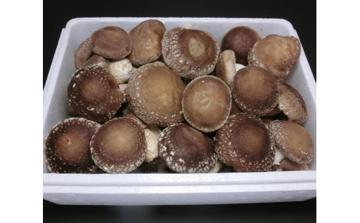 åæšçãããã 1kg åèå ãå®¶åºçš èŽççš èŸ²è¬äžäœ¿çš è±ççŽ â»é¢å³¶ãžã®é
éäžå¯ _DR03