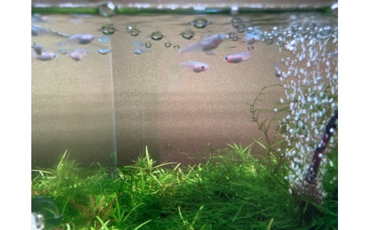 人気！みゆきめだかと産卵床・水草の飼育セット(メダカ15匹) ※北海道・沖縄・離島への配送不可 ※2023年10月上旬頃より順次発送予定 | めだか 生き物 生物 魚 鑑賞 飼育 自由研究 メダカ さかな 育成 水草 _DB01