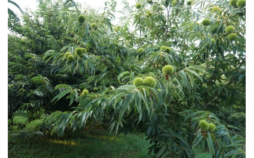 【数量・期間限定】低温熟成 追熟栗 2Kg 古河市産和栗 茨城産 ※離島への配送不可  ※2025年10月中旬頃より順次発送予定 |  栗 2キロ くり マロン 果物 木の実 きのみ おやつ スイーツ 国産 茨城県産 取り寄せ お取り寄せ 贈答 贈り物 プレゼント ギフト 期間限定 数量限定 茨城県 古河市 直送 農家直送 産地直送 送料無料 _BF15