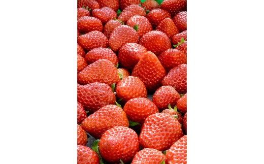 坂東姫 2kg 不揃い訳あり｜いちご 苺 イチゴ 訳あり 坂東太郎 果物 フルーツ 紅ほっぺ オリジナル ブランド 期間限定 季節物 美味しい 甘い 酸味 茨城県 古河市_CB22 ※北海道・沖縄・離島への配送不可 ※2025年12月下旬頃より順次発送予定