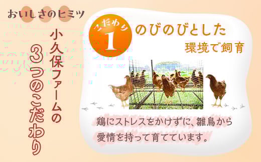 小久保ファーム　濃厚卵黄　産みたてたまご　赤玉50個入り（M玉）|  卵 50個 赤玉 玉子 たまご タマゴ 生卵 鶏卵 生みたて 産みたて 新鮮 濃厚 健康 TKG たまごかけごはん ご飯のお供 国産 ギフト 贈答 贈り物 お中元 お歳暮 プレゼント 茨城県 古河市 直送 農家直送 産地直送 送料無料 _EI02