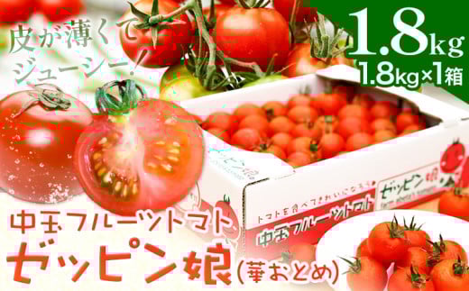 中玉フルーツトマト ゼッピン娘 1.8kg ×1箱 《10月中旬〜5月末頃出荷》希少な品種 華おとめ 甘い 野菜 結城市産 ゼッピン娘 華おとめ 中玉品種 皮が薄い 薄皮 サラダ 前菜 食材 料理