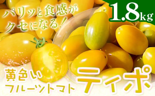 パリッと食感の黄色いフルーツトマト ティポ 1.8kg (1箱) 《10月中旬〜5月末頃出荷》ジャム さっぱり 黄色い トマト 野菜 茨城県産 結城市産 国産 さっぱり 酸味が少ない 日持ち 食材 サラダ トッピング 料理
