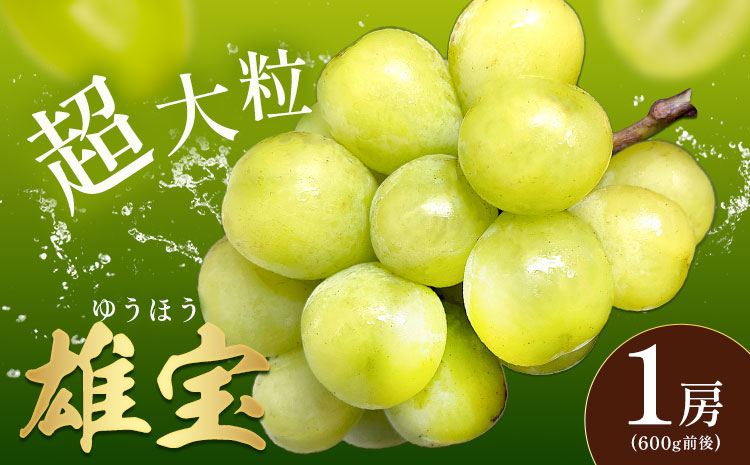 ぶどう 雄宝 1房 大粒 種なし 皮ごと フルーツ 果物 ギフト 国産 季節限定 茨城県 結城市 [8月下旬-9月下旬頃出荷予定] 會澤ぶどう・キウイフルーツ園 [配送不可地域あり](離島)