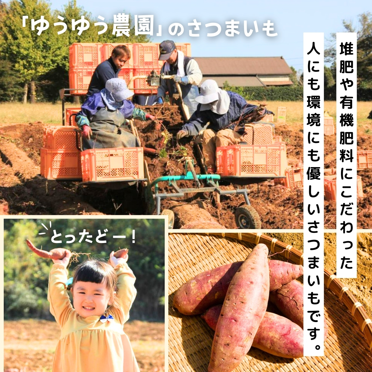 【訳あり】紅はるかの丸干し芋(規格外)600g | 茨城県 龍ケ崎 プレゼント 国産 無添加 茨城県産 さつまいも サツマイモ 芋 おやつ お菓子 和菓子 スイーツ 無添加 ほし芋 自然食品 訳あり シロタ 平干し 大容量 ポテト 丸干し 丸 まる干し まるぼし