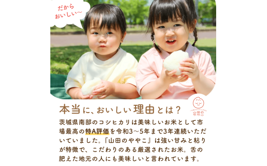 コシヒカリ 白米 10kg 特別栽培米『山田のややこ』 令和6年産 【茨城県共通返礼品・河内町産】 | コシヒカリ 有機肥料 こしひかり 米 お米 白米 精米 特別栽培米 ごはん ご飯 コシヒカリ 稲作一筋 農薬を抑えた こしひかり 特別栽培認証 コシヒカリ 減農薬 厳選米 茨城県産 こしひかり 農家直送 産地直送 国産 ブランド米 甘みが強い ふっくら 艶やか 茨城県 龍ケ崎市