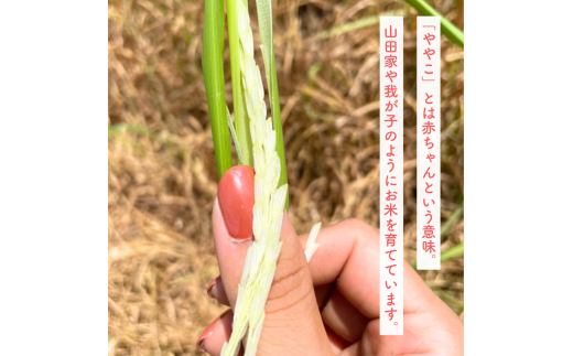 コシヒカリ 白米 10kg 特別栽培米『山田のややこ』 令和6年産 【茨城県共通返礼品・河内町産】 | コシヒカリ 有機肥料 こしひかり 米 お米 白米 精米 特別栽培米 ごはん ご飯 コシヒカリ 稲作一筋 農薬を抑えた こしひかり 特別栽培認証 コシヒカリ 減農薬 厳選米 茨城県産 こしひかり 農家直送 産地直送 国産 ブランド米 甘みが強い ふっくら 艶やか 茨城県 龍ケ崎市