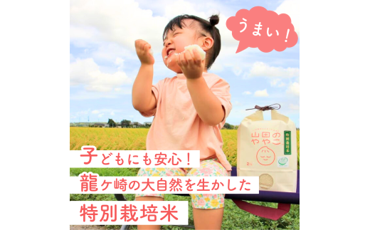 コシヒカリ 白米 10kg 特別栽培米『山田のややこ』 令和6年産 【茨城県共通返礼品・河内町産】 | コシヒカリ 有機肥料 こしひかり 米 お米 白米 精米 特別栽培米 ごはん ご飯 コシヒカリ 稲作一筋 農薬を抑えた こしひかり 特別栽培認証 コシヒカリ 減農薬 厳選米 茨城県産 こしひかり 農家直送 産地直送 国産 ブランド米 甘みが強い ふっくら 艶やか 茨城県 龍ケ崎市