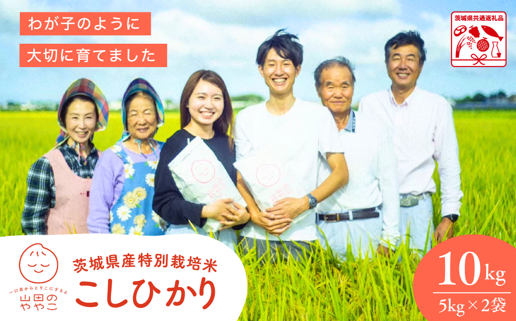 コシヒカリ 白米 10kg 特別栽培米『山田のややこ』 令和6年産 【茨城県共通返礼品・河内町産】 | コシヒカリ 有機肥料 こしひかり 米 お米 白米 精米 特別栽培米 ごはん ご飯 コシヒカリ 稲作一筋 農薬を抑えた こしひかり 特別栽培認証 コシヒカリ 減農薬 厳選米 茨城県産 こしひかり 農家直送 産地直送 国産 ブランド米 甘みが強い ふっくら 艶やか 茨城県 龍ケ崎市