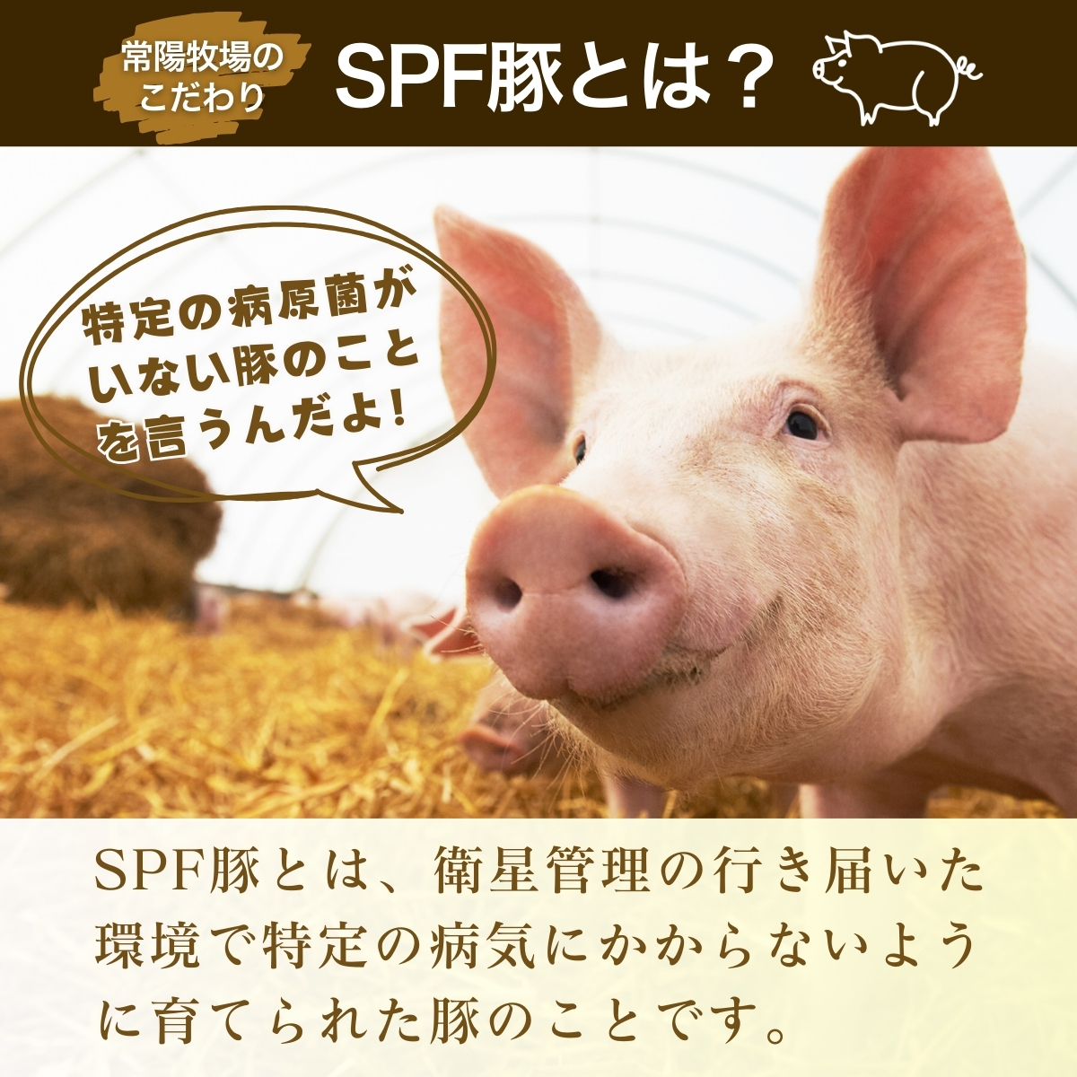 茨城県産のお米を食べて育った常陽さん家の美味豚(SPF豚)ロース＆バラ肉セット 焼肉用 2kg  | 国産 ロース ロース肉 豚ロース 豚バラ バラ 豚バラ肉 豚 SPF SPF豚 豚肉 焼肉 セット バーベキュー しゃぶしゃぶ 肉 にく 肉類 ポーク こだわり やわらか お米育ち 安心 安全 人気 お取り寄せグルメ お取り寄せ グルメ おすすめ 茨城県 龍ケ崎市