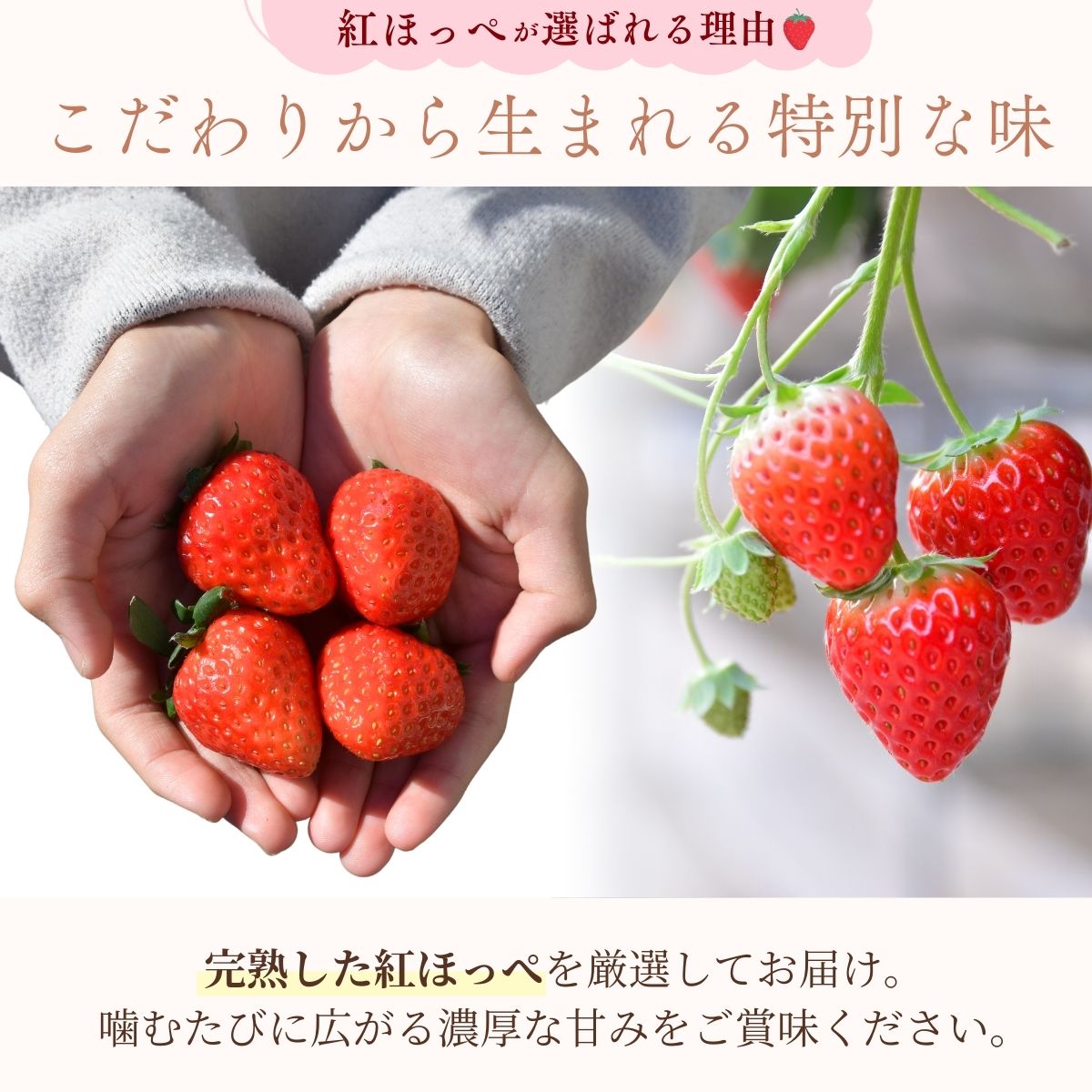 【1月下旬発送】甘熟いちごの紅ほっぺ 1kg (250g×4パック) | いちご 苺 イチゴ 紅ほっぺ べにほっぺ 甘い 完熟 完熟いちご 濃厚 果物 フルーツ おやつ デザート ストロベリー パフェ いちご大福 ショートケーキ いちごサンド フルーツサンド ジュース スムージー ショートケーキ ヨーグルト ギフト 贈答 贈り物 新鮮 期間限定 季節限定 茨城県 龍ケ崎市