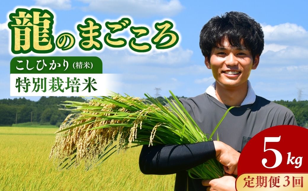 ＜3ヵ月定期便＞【令和7年産】龍ケ崎の特別栽培米 コシヒカリ 5kg | こしひかり お米 米 こめ 白米 精米 特別栽培米 冷めてもおいしい 美味しい こだわり おにぎり 茨城県 龍ケ崎市産