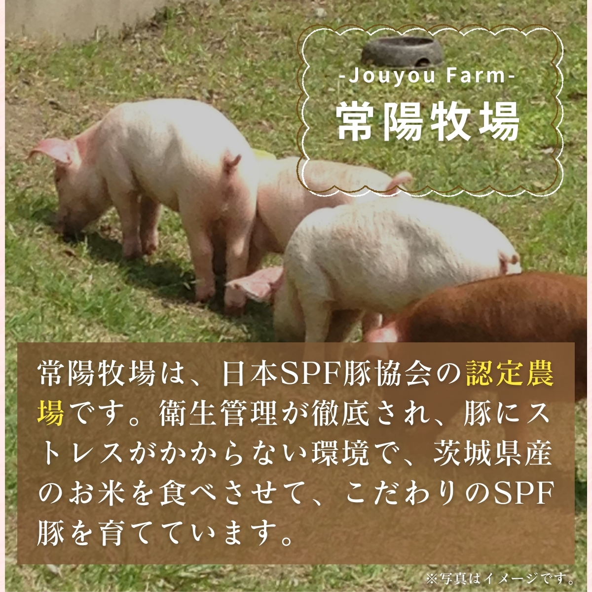 茨城県産のお米を食べて育った常陽さん家の美味豚(SPF豚) 豚バラ 焼肉用 2kg | 国産 バラ バラ肉 ロース 豚 SPF SPF豚 豚肉 焼肉 バーベキュー しゃぶしゃぶ 肉 にく 肉類 ポーク こだわり やわらか お米育ち 安心 安全 人気 お取り寄せグルメ お取り寄せ グルメ おすすめ 茨城県 龍ケ崎市 豚丼 照り焼き