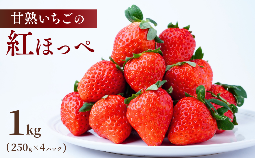 【1月下旬発送】甘熟いちごの紅ほっぺ 1kg (250g×4パック) | いちご 苺 イチゴ 紅ほっぺ べにほっぺ 甘い 完熟 完熟いちご 濃厚 果物 フルーツ おやつ デザート ストロベリー パフェ いちご大福 ショートケーキ いちごサンド フルーツサンド ジュース スムージー ショートケーキ ヨーグルト ギフト 贈答 贈り物 新鮮 期間限定 季節限定 茨城県 龍ケ崎市