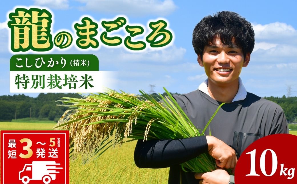 【令和7年度】龍ケ崎の特別栽培米 コシヒカリ 10kg(5kg×2袋) | こしひかり お米 米 こめ 白米 精米 特別栽培米 冷めてもおいしい 美味しい こだわり おにぎり 茨城県 龍ケ崎市産