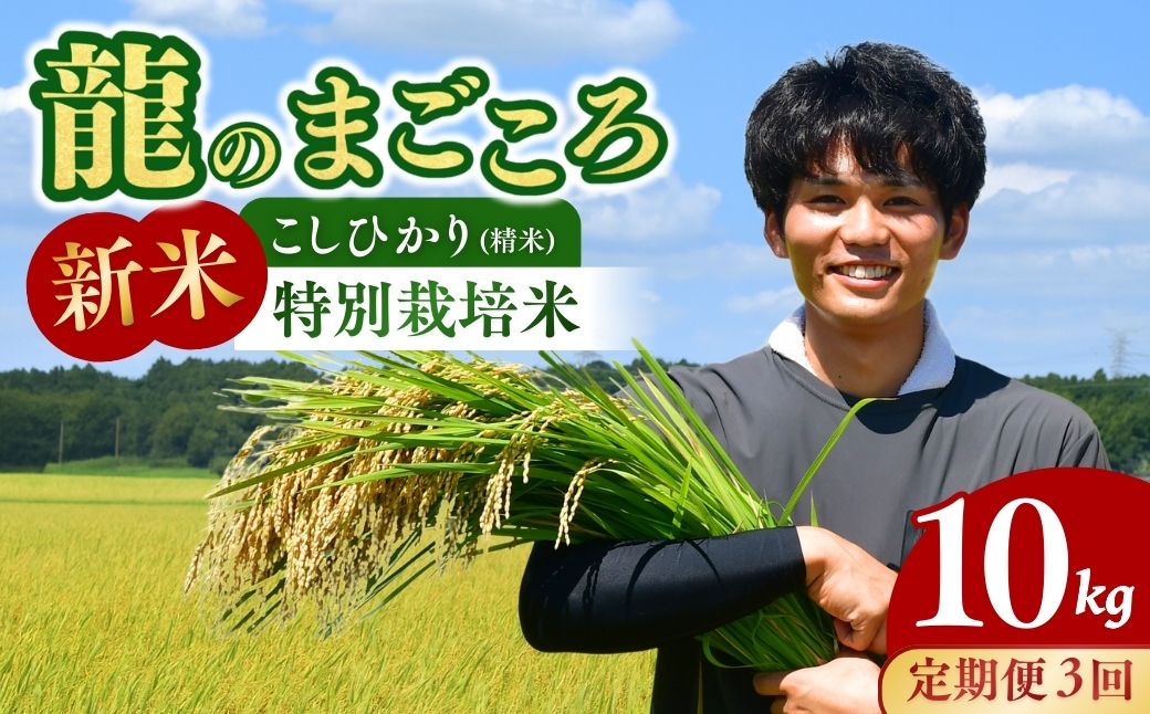 ＜定期便3回＞【令和7年度新米】龍ケ崎の特別栽培米 コシヒカリ 10kg(5kg×2袋) | こしひかり お米 米 こめ 白米 精米 新米 特別栽培米 冷めてもおいしい 美味しい こだわり おにぎり 茨城県 龍ケ崎市産