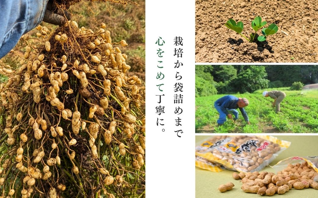 龍ケ崎産殻付き落花生 ナカテユタカ 900g(180g×5袋) | 落花生 ピーナッツ ピーナツ ナッツ 国産 殻付き おやつ お菓子 おつまみ お取り寄せ ヘルシー 健康 国産 茨城 特産品 農園 自家栽培 ビールのお供 野菜 豆 農家直送 お土産 贈り物 ギフト プチギフト 茨城県 龍ケ崎市