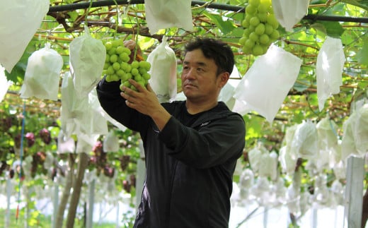 【 2026年 先行予約 】 シャインマスカット ＆ 梨 食べ比べセット シャインマスカット 1房 約650ｇ＋粒パック(100g分）＋梨 2玉（新高梨又は新興） 【 2026年9月中旬～10月上旬頃発送予定 】 【 フルーツ 果物 ぶどう ブドウ 葡萄 シャイン マスカット 梨 あきづき 豊水 茨城県産 国産 人気 農園 スイーツ お取り寄せ 】