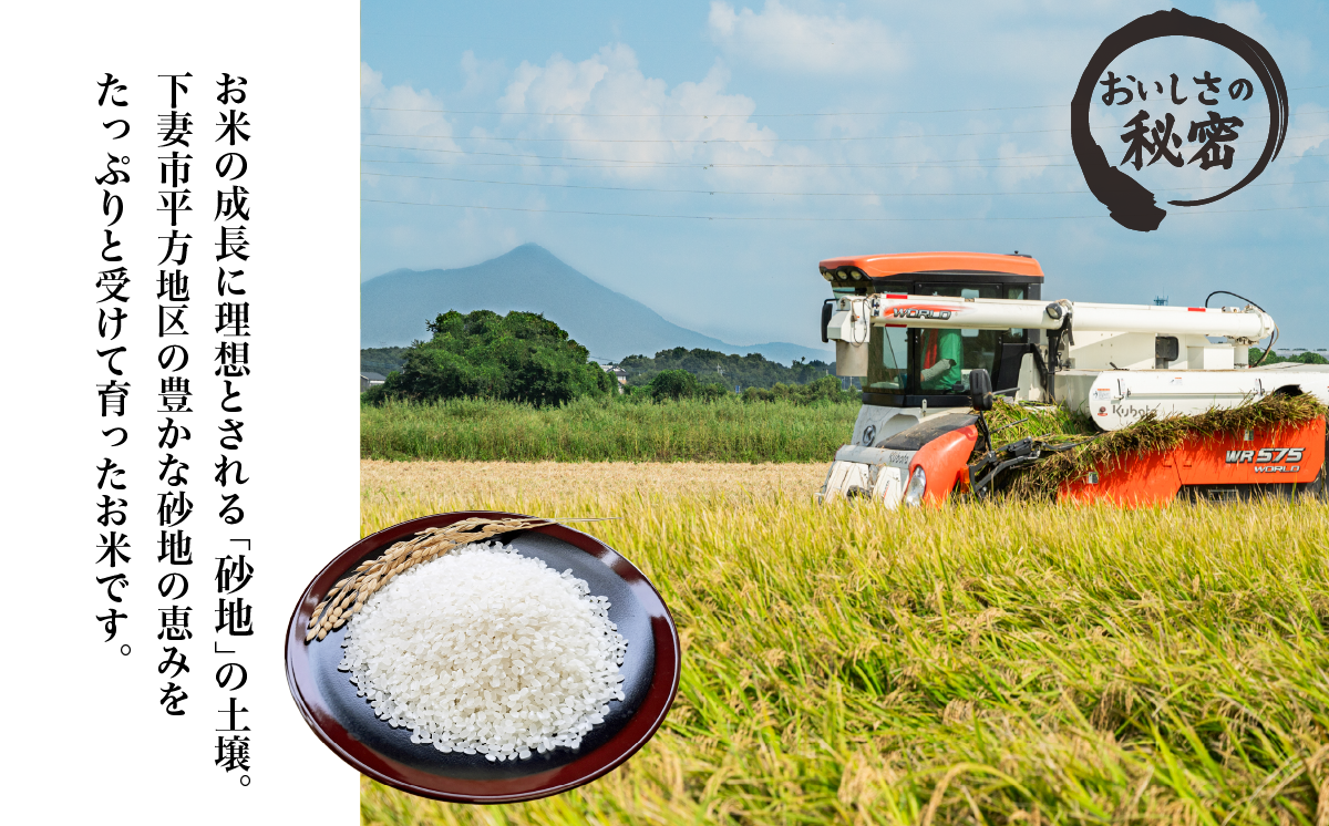 精米 にじのきらめき 10kg 茨城県下妻市産 【 米 お米 白米 ごはん こめ にじのきらめき 令和7年産 茨城県産 】