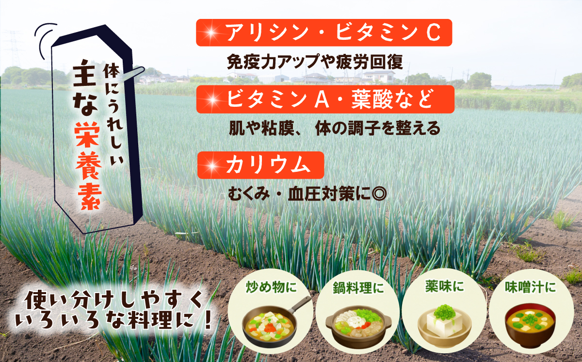 é·ããã容éãéžã¹ãïŒãèšåçç£ 5kg / 10kgãèšåç äžåŠ»åžç£ é·ãã é·ãã® é·è± çœãã çœãã® çœè± ãã ãã® è± éè æ¡ãã㊠æ¬éè å£ç¯ã®éè é ããããã
