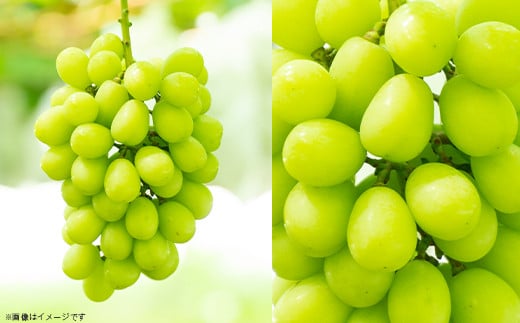 【 2026年 先行予約 】 シャインマスカット ＆ 梨 食べ比べセット シャインマスカット 1房 約650ｇ＋粒パック(100g分）＋梨 2玉（新高梨又は新興） 【 2026年9月中旬～10月上旬頃発送予定 】 【 フルーツ 果物 ぶどう ブドウ 葡萄 シャイン マスカット 梨 あきづき 豊水 茨城県産 国産 人気 農園 スイーツ お取り寄せ 】