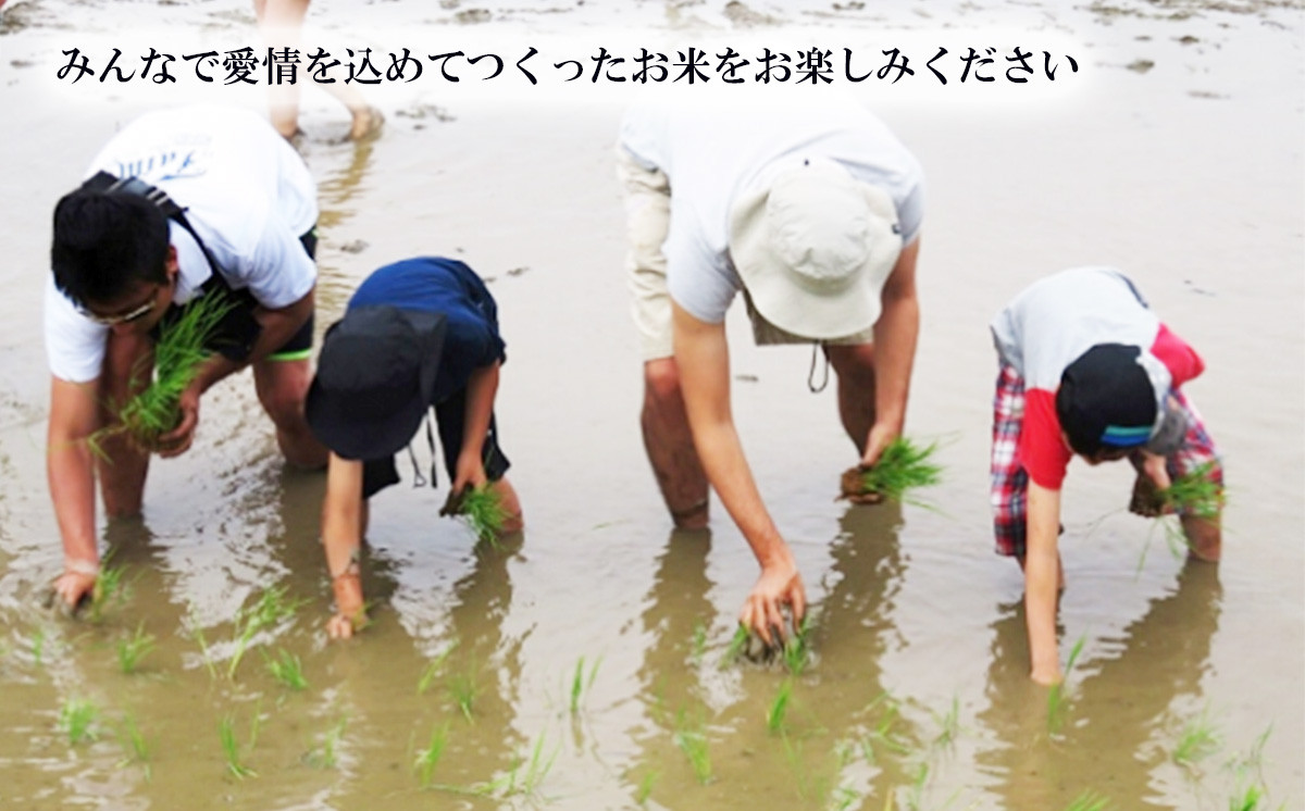 【 期間限定 】5kg換算8333円！12kg 2万円【 5月出荷分 】 令和7年産 茨城県産 ミルキークイーン 12kg ( 5kg × 2袋 + 2kg × 1袋 )【 米 お米 白米 茨城県産 ごはん こめ 国産 ミルキークイーン ふっくら もっちり 12kg 10kg 2kg 】