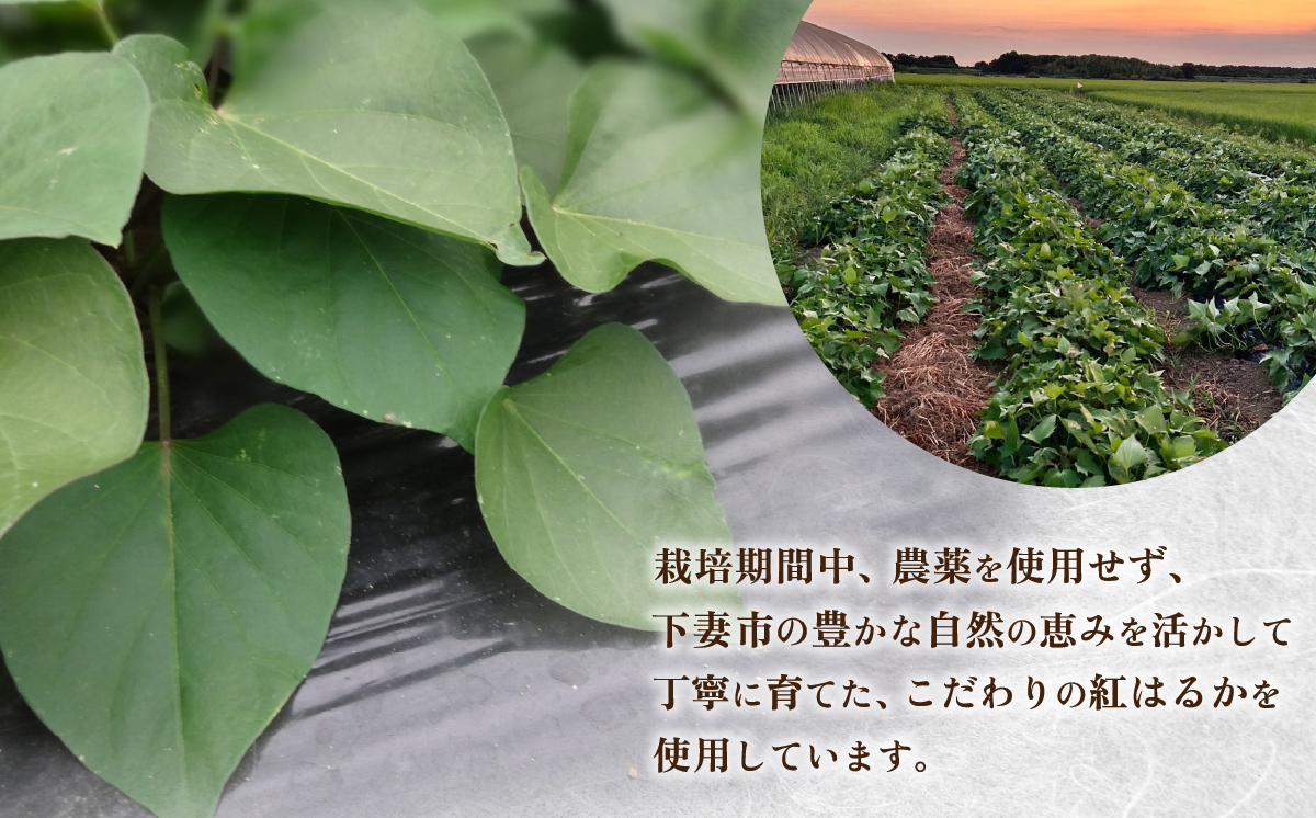 干し芋 紅はるか 約500g【 さつまいも さつま芋 サツマイモ 干し芋 スイーツ 甘味  】