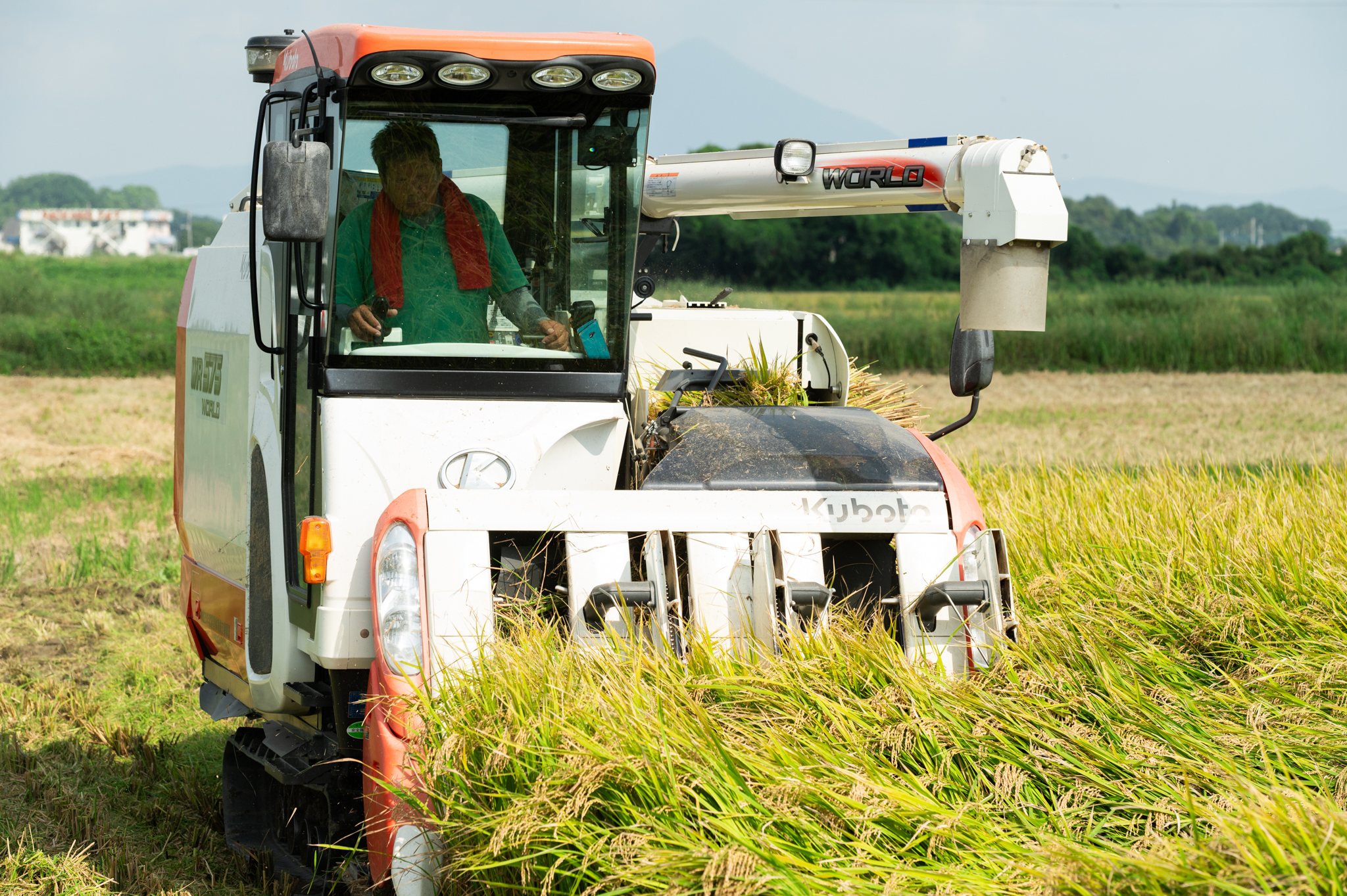 精米 コシヒカリ 10kg 茨城県下妻市産 【 米 お米 白米 ごはん こめ コシヒカリ 令和7年産 茨城県産 】
