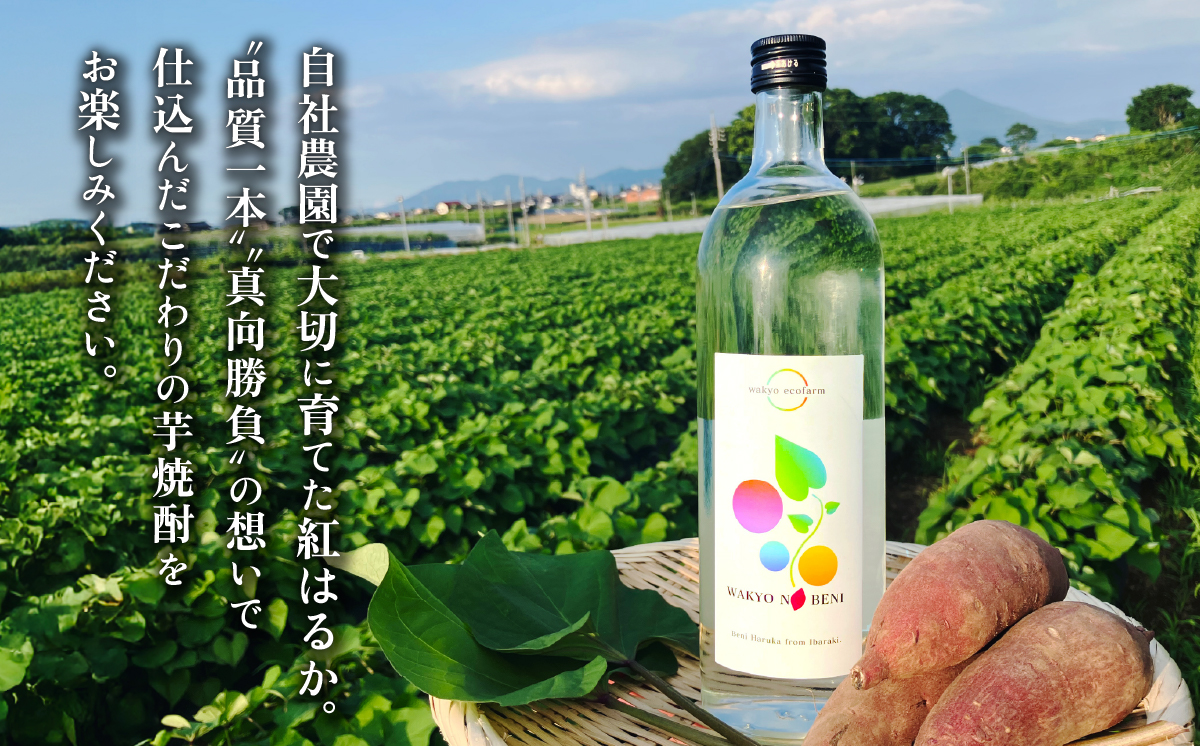 芋焼酎 「和饗の紅」 720ml 1本 茨城県産 紅はるか使用 ＜贈答用ラッピング付き＞【 芋焼酎 お酒 甘藷 かんしょ さつまいも  紅はるか 地酒 和食 日本食 ギフト プレゼント 父の日 】