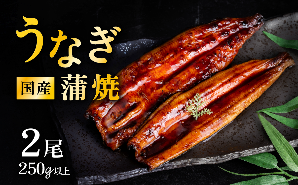 【6月発送 】国産 うなぎ蒲焼 上うなぎ2尾 250g以上 山椒付き 鰻 ウナギ たれ タレ たっぷり うな重 鰻重 ひつまぶし