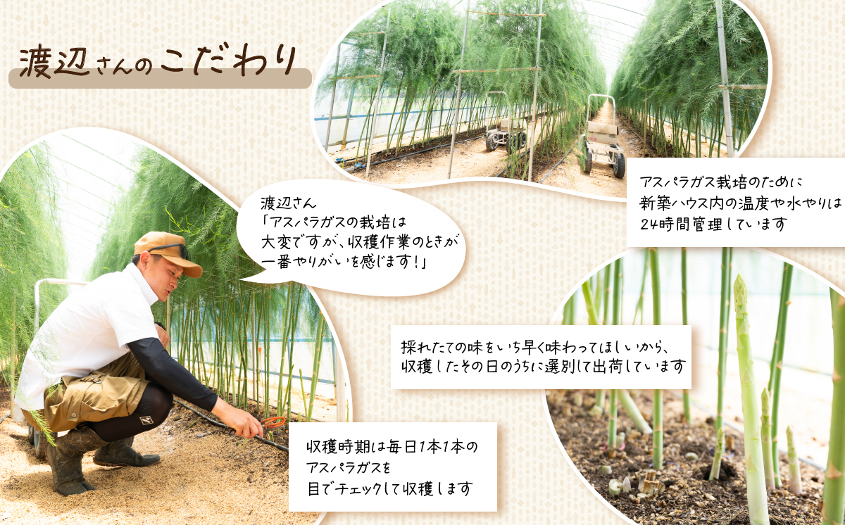 朝採りアスパラガス 1kg S〜2Lサイズ(ふぞろい) ハウス栽培 春芽 26年3月下旬〜5月発送 【 先行予約 グリーンアスパラ 野菜 サラダ 農家直送 産地直送 訳あり 不揃い ふぞろい 】