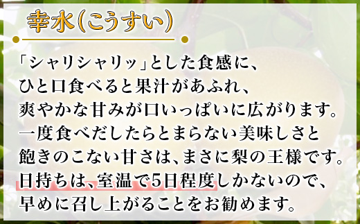 【先行予約】茨城県産「幸水梨」約5kg【2026年8月上旬～8月中旬にかけて発送予定】【 こうすい 果物 くだもの フルーツ 国産 季節限定 人気 贈り物 お取り寄せ デザート 】