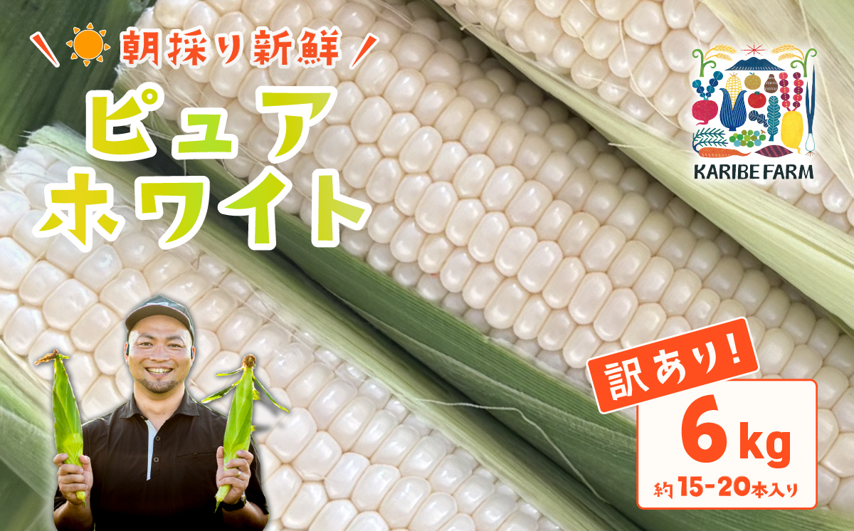 【先行予約】【訳あり】下妻産朝採りとうもろこし（ピュアホワイト）約6kg【2026年6月下旬～7月下旬ころ順次発送予定】【 とうもろこし とうきび トウモロコシ 甘い スイーツ デザート ピュアホワイト コーン 人気 野菜 新鮮 おすすめ 】