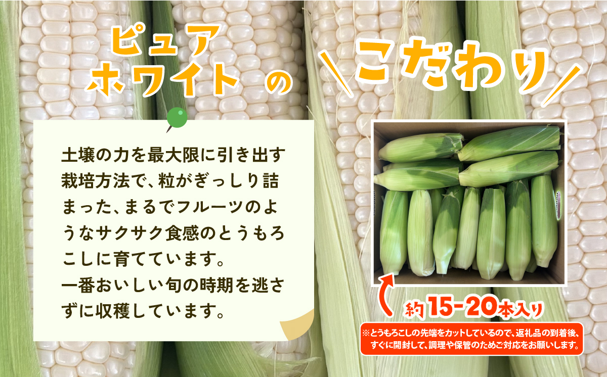 【先行予約】【訳あり】下妻産朝採りとうもろこし（ピュアホワイト）約6kg【2026年6月下旬～7月下旬ころ順次発送予定】【 とうもろこし とうきび トウモロコシ 甘い スイーツ デザート ピュアホワイト コーン 人気 野菜 新鮮 おすすめ 】
