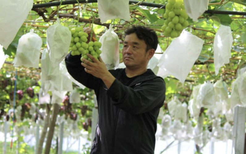 ã 2026幎 å
è¡äºçŽ ã ã·ã£ã€ã³ãã¹ã«ãã ïŒ æ¢š é£ã¹æ¯ã¹ã»ãã ã·ã£ã€ã³ãã¹ã«ãã 2æ¿ çŽ1kg ïŒæ¢š 4~5çïŒæ°é«æ¢šåã¯æ°èïŒ ã 2026幎9æäžæ¬é ã10æäžæ¬çºéäºå® ã ã ãã«ãŒã æç© ã¶ã©ã ãã㊠è¡è ã·ã£ã€ã³ ãã¹ã«ãã æ¢š æ°é«æ¢š æ°è èšåçç£ åœç£ äººæ° èŸ²å ã¹ã€ãŒã ãåãå¯ã ã