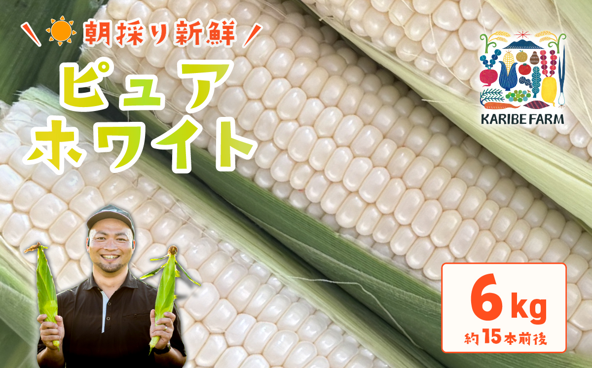 【先行予約】下妻産朝採りとうもろこし約6kg（ピュアホワイト）【先行予約：2026年6月下旬～順次発送予定】【 とうもろこし トウモロコシ とうきび 甘い スイーツ デザート コーン 人気 野菜 新鮮 おすすめ 】