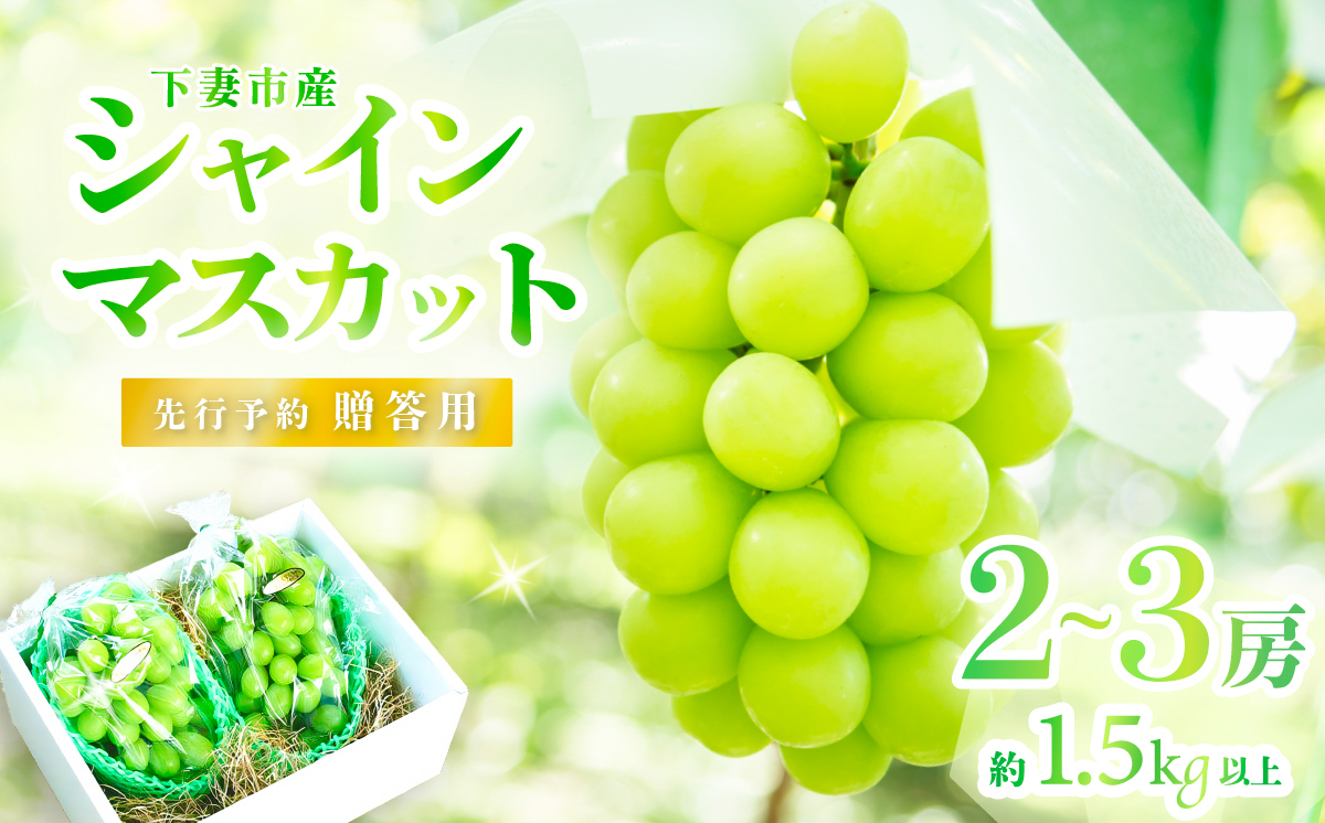 [2026年 先行予約]シャインマスカット2~3房(約1.5kg)贈答用[石崎ぶどう園](2026年8月下旬から9月下旬頃発送予定)[ フルーツ 果物 ぶどう ブドウ 葡萄 シャイン マスカット 茨城県産 国産 人気 農園 スイーツ お取り寄せ ]