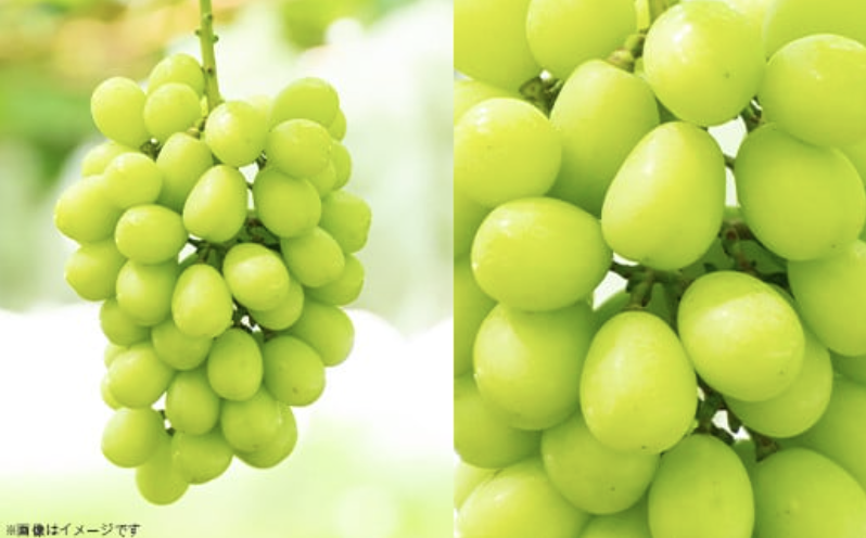 ã 2026幎 å
è¡äºçŽ ã ã·ã£ã€ã³ãã¹ã«ãã ïŒ æ¢š é£ã¹æ¯ã¹ã»ãã ã·ã£ã€ã³ãã¹ã«ãã 2æ¿ çŽ1kg ïŒæ¢š 4~5çïŒæ°é«æ¢šåã¯æ°èïŒ ã 2026幎9æäžæ¬é ã10æäžæ¬çºéäºå® ã ã ãã«ãŒã æç© ã¶ã©ã ãã㊠è¡è ã·ã£ã€ã³ ãã¹ã«ãã æ¢š æ°é«æ¢š æ°è èšåçç£ åœç£ äººæ° èŸ²å ã¹ã€ãŒã ãåãå¯ã ã