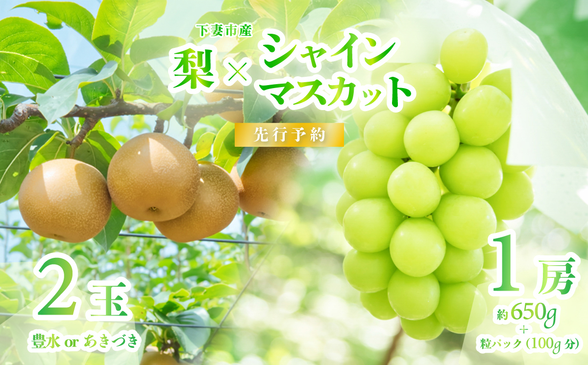 [ 2026年 先行予約 ] シャインマスカット & 梨 食べ比べセット シャインマスカット 1房 約650g+粒パック(100g分)+梨 2玉(豊水又はあきづき) [ 2026年9月上旬〜9月中旬頃発送予定 ] [ フルーツ 果物 ぶどう ブドウ 葡萄 シャイン マスカット 梨 あきづき 豊水 茨城県産 国産 人気 農園 スイーツ お取り寄せ ]